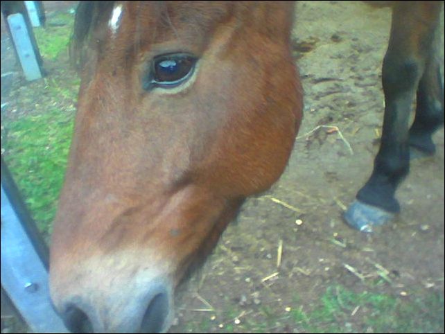 Foto(91)